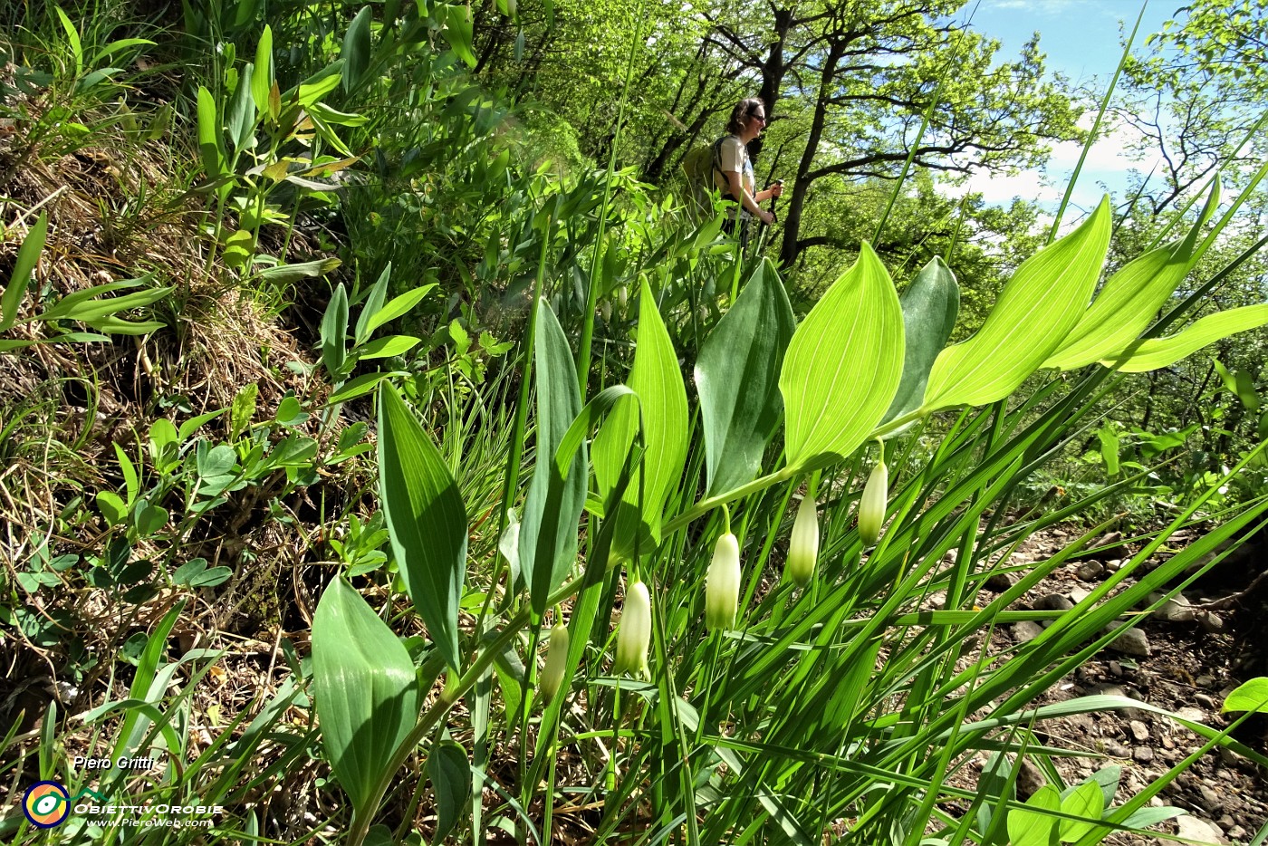 38 Fiori di Sigillo di Salomone (Polygonatum multiflorum) .JPG